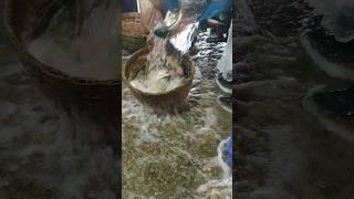 Fish fishing fish selling...#fish #fishing #youtubeshorts #shorts