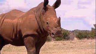 Raging Rhino Charge | Vet Safari | BBC Earth