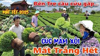 Chấn động" làng hoa tết Bến Tre 2025" hàng trăm ngàn chậu Cúc Mâm Xôi bỏ hết" dân khổ cầu cứu