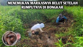 MENEMUKAN MARKASNYA BELUT SETELAH RUMPUTNYA DI BONGKAR