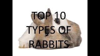 TOP 10 TYPES OF RABBITS