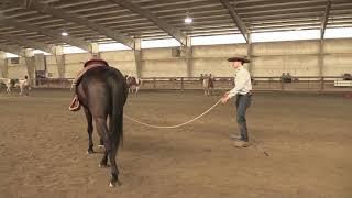 How To Lunge A Horse Correctly