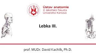 Lebka 3 23 11 2020