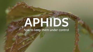 How to keep aphids under control | Grow at Home | Royal Horticultural Society