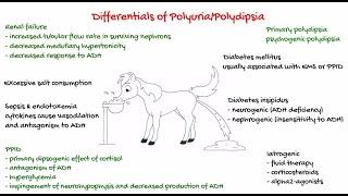 Polyuria and polydipsia in horses - Vet students