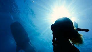 FREEDIVING with Whale Sharks and a White Leopard Shark ! // Back on Youtube after 6 months away . .