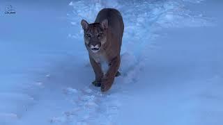 How to get a cougar to walk in winter? Puma Messi stopped loving snow!