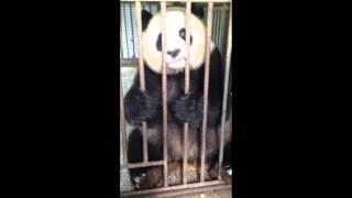 Short Clip of Panda Yingping RachelYinan ZHENG