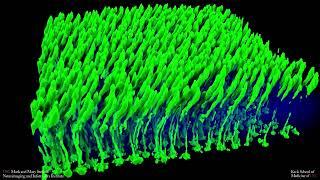 Cone photoreceptors in rat retina