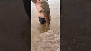 14 year old Releasing a 50 lb FLATHEAD he caught NOODLING!!!! #shorts