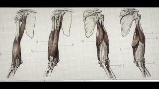 Лекция "Мышцы плеча".  Пластическая анатомия для художников.