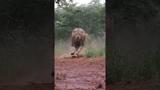 LIONS- Terrifying, Majestic Kings of the Jungle!