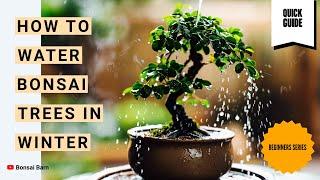 “How to Water Bonsai Trees in Winter Without Overdoing It.”