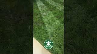 Turf Titan Summer Lawn Fertilizer - RESULTS!  #diylawncare