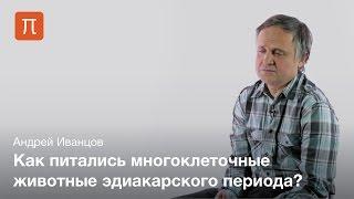 Древнейшие многоклеточные животные — Андрей Иванцов