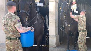 King's Horse REFUSES to Drink Water and Trooper DOES THIS!!