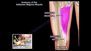 Anatomy Of The Adductor Magnus Muscle - Everything You Need To Know - Dr. Nabil Ebraheim