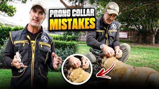 Prong Collar Mistakes and How to Avoid Them