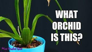 How to identify Orchids without flowers - A simple guide for beginners!