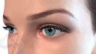 example eyelash 3d animation