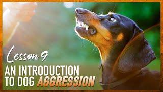 An Introduction to Dog Fear and Aggression.