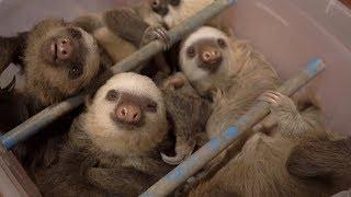 Sloth Sanctuary: un refugio para perezosos en Costa Rica