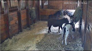 Goldy'sBarn.MikeBringsHay.Flower&Charlie(BabyDad)Eating.Volunteers Brush Herd