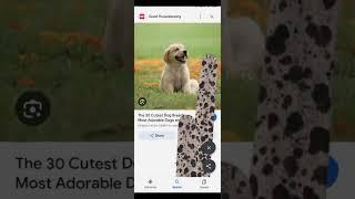 amazing searches of Google search in Google dog and enjoy fun