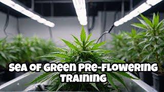 Sea Of Green Pre-Flower training & NEW Mars Hydro FC 6500EVO