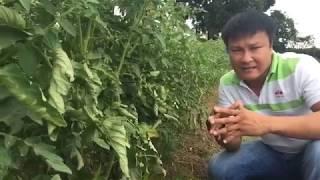 Tomato crop management and potential income