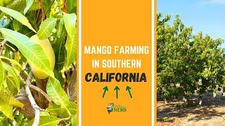 Mango Farming in California: Growing, Harvesting & Packing in Southern California