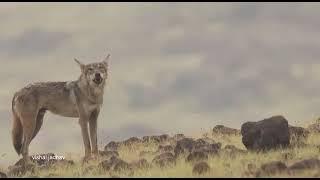 Indian wolf howling