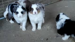 Australian Shepherd Puppies For Sale