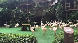 Flamingo and Macaw | Singapore Bird Park | 2015 | Birdman Collections