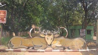 Navegaon Tiger Reserve 2018 | DAY 1