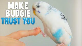 How to Make Your Budgie Trust You