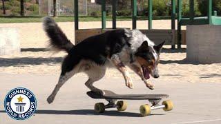 Fastest Skateboarding Dog - Guinness World Records