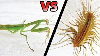 中華大刀螳螂 VS 蚰蜒，結果會怎樣？Mantis VS House Centipede