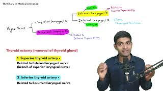 Superior and Recurrent laryngeal nerve | FMGE, NEETPG, INICET