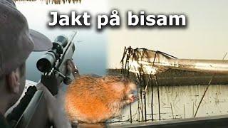 Jakt på Bisam 1996 (Hunting Muskrat)