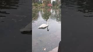 Лебеди, утки, рыбки, парк. Swans, ducks, fish, park. Beautiful красиво.