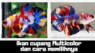 Ikan Cupang Multicolor I Tips memilihnya