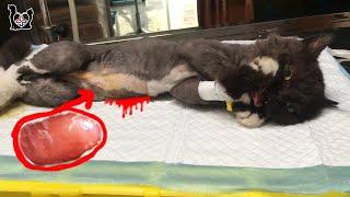 Saving poor kitten has a Tumor inside - Vietnam Animal Vet Clinic