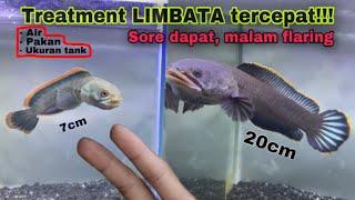 Cara termudah treatment channa limbata semua size, dari hasil mancing Mr ius Tv!!!