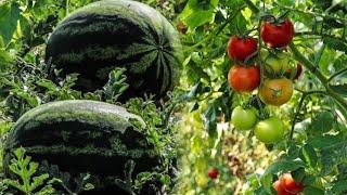 How to grow tomatoes  and watermelon  at home small pot