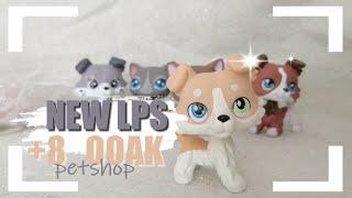 #2 Nouveaux LPS [OOAK] - {colley / chats européens}