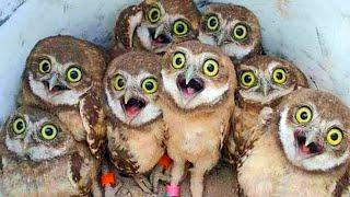 Best Funny Owls And Cute Owls Compilation  Funny Animals video