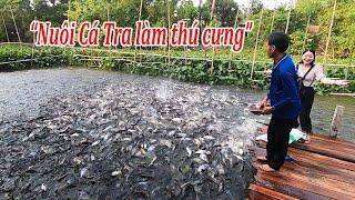 Lão nông Dụ hàng ngàn con cá Tra tự nhiên Nuôi làm thú cưng trên dòng kênh Thần nông ở An Giang