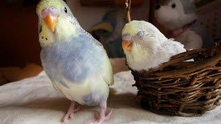 Budgie brothers