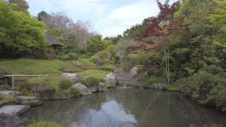 おうちで坐禅 ～新緑の余香苑～　Zazen at home ~Pond garden in early summer~ by 妙心寺退蔵院 Taizoin Zen Buddhist Temple